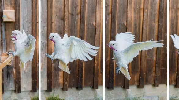 Die Fotoserie zeigt einen Goffin-Kakadu beim Anflug auf eine Kiste. - &copy; Thomas Suchanek/dpa
