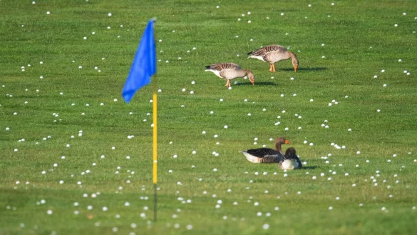 Die Graug&auml;nse f&uuml;hlen sich schon mal wohl - bald sollen sich mehr V&ouml;gel und Insekten auf Golfpl&auml;tzen tummeln. - &copy; Julian Stratenschulte/dpa