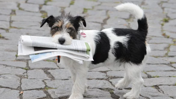 Zeitung holen? Erledigt Bello in Zukunft. - &copy; Stefan Sauer/dpa-Zentralbild/dpa-tmn