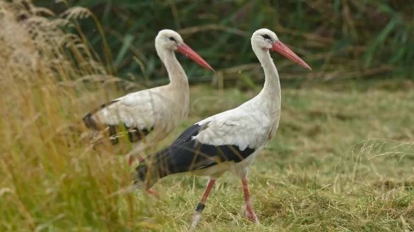 Wei&szlig;st&ouml;rche m&ouml;gen W&uuml;rmer - und Gummib&auml;nder, die aussehen wie W&uuml;rmer. Aber diese k&ouml;nnen ihnen zum Verh&auml;ngnis werden. - &copy; Patrick Pleul/dpa-Zentralbild/dpa-tmn