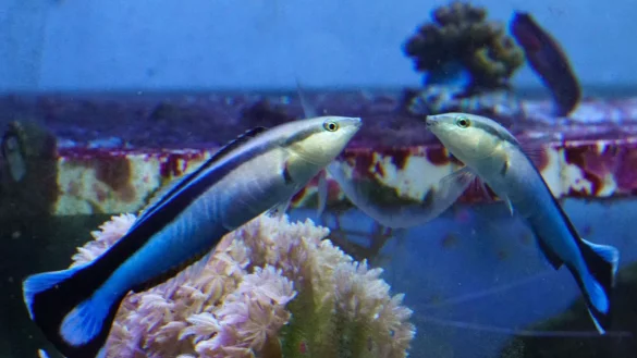 Ein Putzerfisch interagiert mit seinem Spiegelbild, das von einem au&szlig;erhalb des Aquariums angebrachten Spiegel erzeugt wird. - &copy; Alex Jordan/Universit&auml;t von Konstanz/dpa