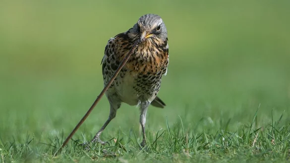Regenw&uuml;rmer lockern im Garten den Boden auf - viele V&ouml;gel haben sie zum Fressen gern. - &copy; Silas Stein/dpa/dpa-tmn