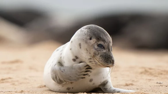 Ein junger Seehund liegt am Strand. - &copy; Joe Giddens/PA Wire/dpa