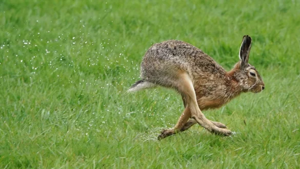 Weniger Regen und weniger Minusgrade - das w&uuml;rde den Feldhasen helfen. - &copy; Marcus Brandt/dpa