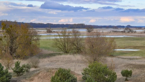 Blick auf den Nationalpark Unteres Odertal am deutsch-polnischen Grenzfluss Oder. - &copy; Patrick Pleul/dpa-Zentralbild/ZB