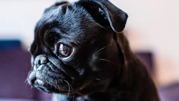 Die Mops-H&uuml;ndin &laquo;Wilma&raquo; sitzt im Wohnzimmer auf einem Tisch. - &copy; Guido Kirchner/dpa/Archivbild