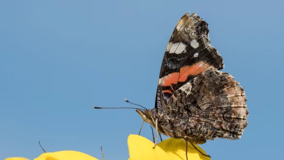 Ein Schmetterling der Gattung &laquo;Admiral&raquo;. - &copy; Silas Stein/dpa