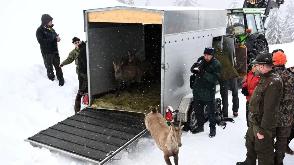 Ein Tier springt aus einem Anh&auml;nger bei einer Auswilderung von Schweizer Steinb&ouml;cken unterhalb der Benediktenwand. - &copy; Felix H&ouml;rhager/dpa