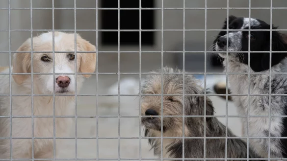 Hunde stehen in einem Gehege. - &copy; Swen Pf&ouml;rtner/dpa/Archivbild