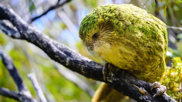 Bisher konnten Kakapos nur auf einigen raubtierfreien Inseln vor der K&uuml;ste &uuml;berleben. - &copy; Jake Osborne/Department of Conservation/dpa
