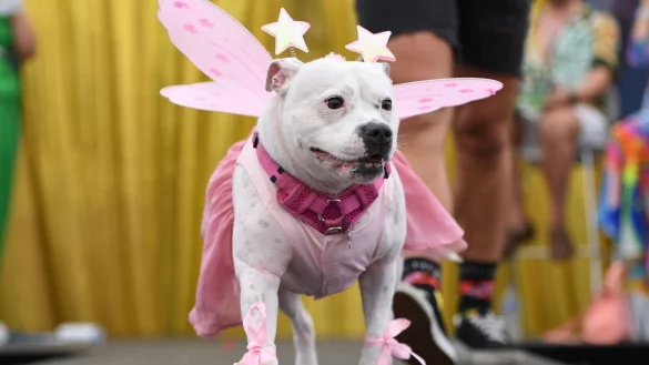 Ein Hund in Pink bei der Sydney WorldPride 2023. - &copy; Steven Saphore/AAP/dpa