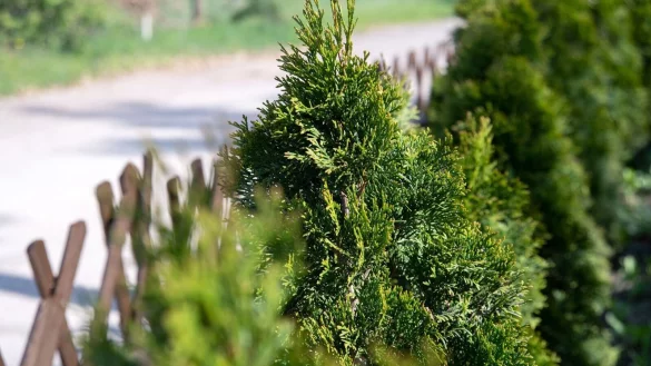 Thujen sind beliebte Heckenpflanzen, doch es gibt Alternativen f&uuml;r den Garten, von denen auch Bienen und V&ouml;gel etwas haben. - &copy; Andrea Warnecke/dpa-tmn