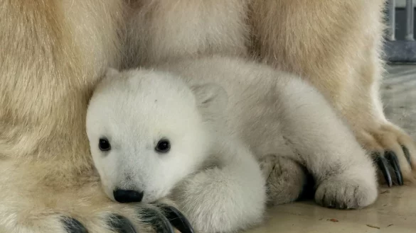 Das Eisb&auml;renbaby sucht die N&auml;he seiner Mutter Victoria. - &copy; Tierpark Hagenbeck/dpa