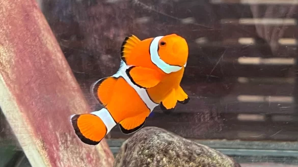 Ein Clownfisch schwimmt in einem Becken im Marine Discovery Centre des Resorts SAii Phi Phi Island Village. - &copy; Carola Frentzen/dpa