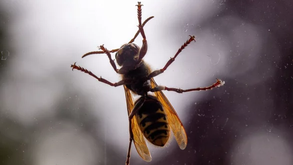 Hornissen sind auch nachtaktiv. Um sie nicht mit Licht anzulocken, kann man stattdessen eine Natriumdampflampe verwenden. - &copy; Jens B&uuml;ttner/dpa/dpa-tmn