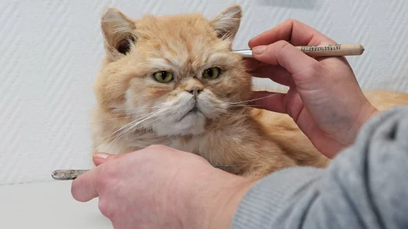 Tierpr&auml;paratorin Laura Eberhard arbeitet an einer ausgestopften Katze. Bei MemoryPets werden gestorbene Haustiere m&ouml;glichst lebensecht pr&auml;pariert. - &copy; Ann-Marie Utz/dpa