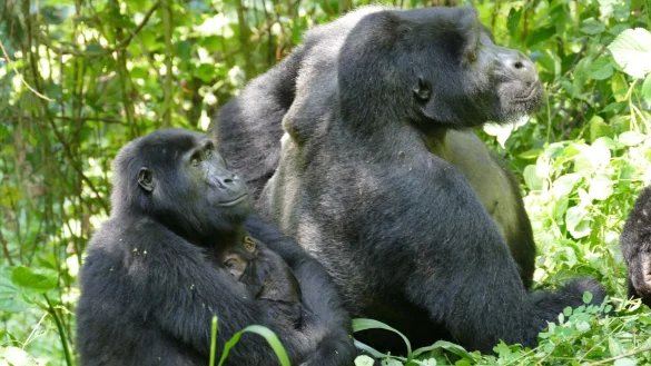 Weibliche Berggorillas können ganz schön alt werden - wie hier im Bwindi Impenetrable Nationalpark. (Archivbild) - © Martha Robbins/EurekAlert/dpa