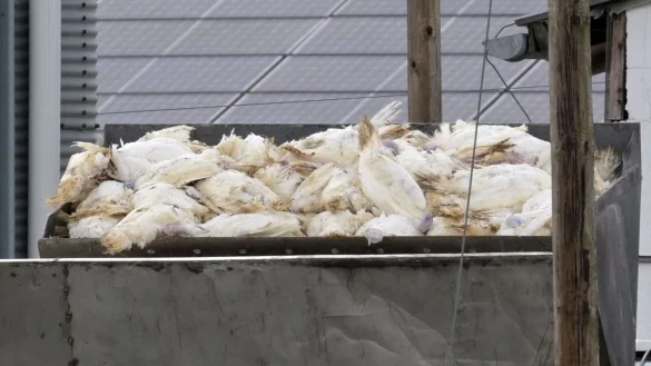 Wenn in einem Geflügelbetrieb die Vogelgrippe nachgewiesen wurde, müssen alle Tiere vorsorglich getötet und vernichtet werden. Die Tierseuchenkasse leistet Entschädigungszahlungen. (Illustration) - © Michael Bahlo/dpa