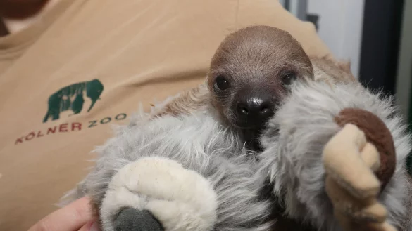 Das noch namenlose Faultier-Baby kuschelt mit einem Pl&uuml;schtier. - &copy; A. Sliwa/K&ouml;lner Zoo/dpa