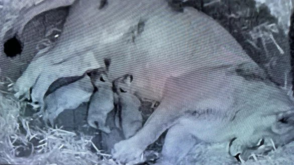 Die drei Jungtiere haben noch keine Namen. - © Kölner Zoo/dpa