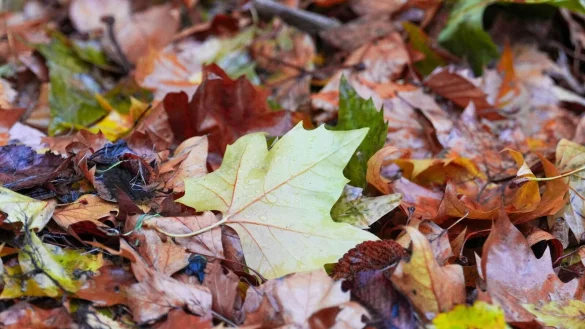 Der &laquo;Goldene Herbst&raquo; kam kaum zum Vorschein - die Sonne schien deutlich zu wenig. - &copy; Soeren Stache/dpa