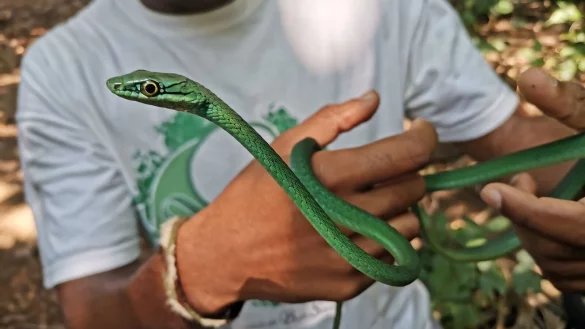 Ein Principe-Smaragdnatter - &copy; Patricia Guedes/Universit&auml;t Oxford/dpa