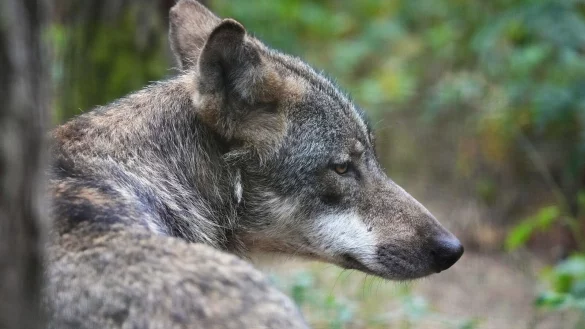 Ein Wolf in Lüdenscheid hat eine Polizeistreife überrascht. (Symbolbild) - © Soeren Stache/dpa
