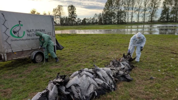 In den deutschen Rastgebieten der Kraniche sterben derzeit viele Tiere an der Vogelgrippe. - © Nobert Schneeweiß/Artenkompetenzzentrum Rhinluch/dpa