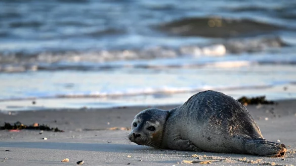 Seehunde z&auml;hlen zu den gr&ouml;&szlig;ten Meeresraubtieren im Wattenmeer. (Archivbild) - &copy; Federico Gambarini/dpa