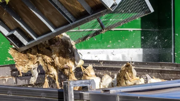 Wegen der Gefl&uuml;gelpest m&uuml;ssen in Deutschland derzeit viele Tausend H&uuml;hner, G&auml;nse, Enten und Puten gekeult werden. - &copy; Frank Hammerschmidt/dpa