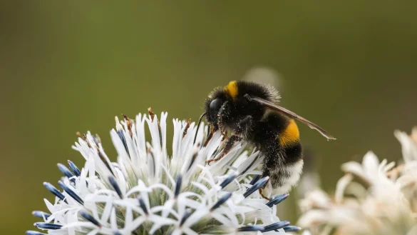 Zehn Prozent der Wildbienen sind in Europa bedroht (Archivbild) - &copy; Silas Stein/dpa