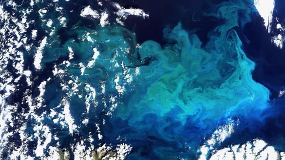 Plankton, aufgenommen vom Satelliten Envisat am 20.08.2009 im Norden Europas(Archivfoto) - &copy; picture alliance / dpa