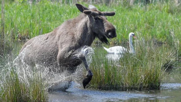 Experten glauben, dass sich die Tiere k&uuml;nftig wieder dauerhaft in Deutschland ansiedeln k&ouml;nnten. (Symbolbild) - &copy; Patrick Pleul/dpa-Zentralbild/dpa