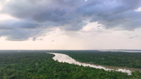Deutschland will viel Geld in einen Fonds zum Schutz der Tropenw&auml;lder geben. - &copy; Fernando Llano/AP/dpa
