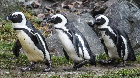 Brillenpinguine im Tierpark Berlin - © Kira Hofmann/dpa-Zentralbild/ZB