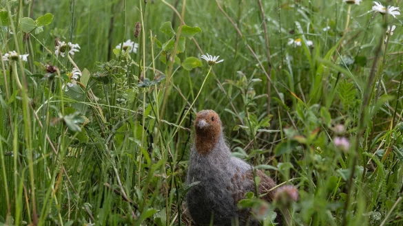 Das in seinem Bestand gefährdete Rebhuhn ist zum Vogel des Jahres gewählt worden. (Archivbild) - © Swen Pförtner/dpa