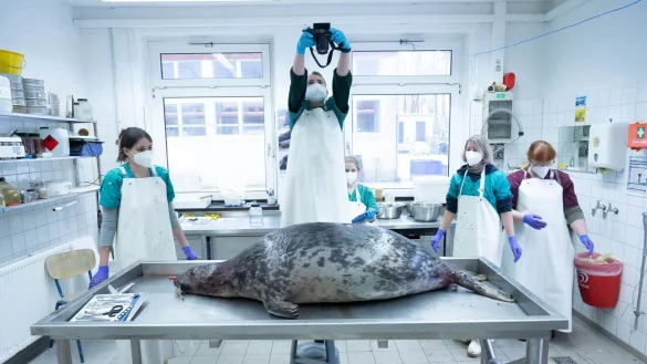 Das Robbensterben im vergangenen Herbst gibt weiter Rätsel auf. (Archivbild) - © Stefan Sauer/dpa