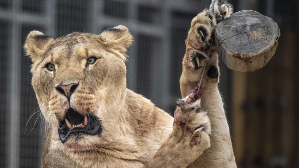 Der Eindringling kletterte rund sechs Meter über eine Mauer und an einen Baum in das Gehege hinunter. (Symbolbild) - © Ben Birchall/PA Wire/dpa