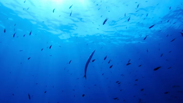 Bisher gibt es für die Hochsee keine einheitlichen Umweltregeln. (Illustration) - © Annika Hammerschlag/AP/dpa