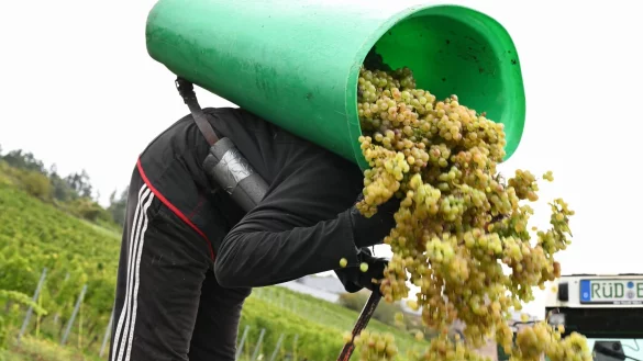 In Rheinhessen sind nach Schätzung des Deutschen Weininstituts 23 Prozent weniger Hektorliter Weinmost als im Durchschnitt geerntet worden. (Archivbild) - © Arne Dedert/dpa