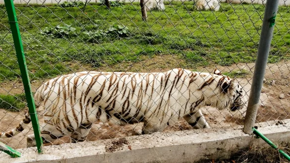 Nach Angaben der Behörden wiegte der entlaufene Tiger rund 130 Kilogramm. - © -/mexikanische Umweltbehörde/dpa