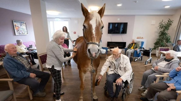 Geduldig l&auml;sst sich die Haflinger-Stute striegeln. - &copy; Boris Roessler/dpa