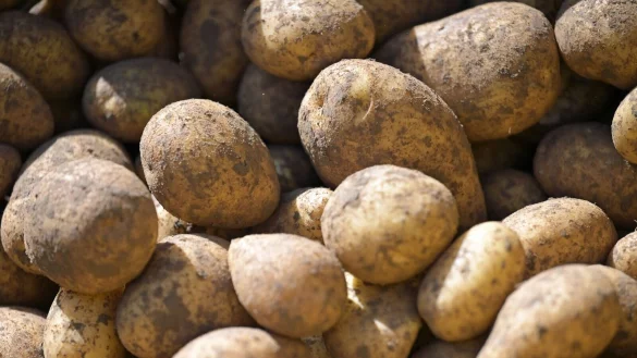 Die Verbraucherpreise in NRW lagen im November rund 2,3 Prozent über denen des Vorjahresmonats. Kartoffeln kosteten 16 Prozent weniger. (Symbolbild) - © Malin Wunderlich/dpa