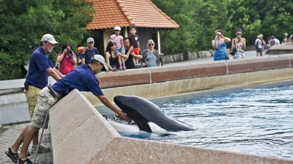 Der inzwischen geschlossene Freizeitpark in Kanada warnt, er m&uuml;sse wom&ouml;glich seine Tiere einschl&auml;fern. (Archivbild) - &copy; Randy Risling/Toronto Star/Zuma Press/dpa