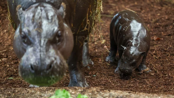 Zwergflusspferde «Panya» und seine Mutter «Ayoka». - © Christoph Reichwein/dpa
