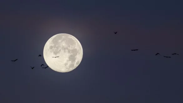 Der letzte Vollmond des Jahres wird auch «Cold Moon» oder «Julmond» genannt. (Archivbild) - © Christian Charisius/dpa