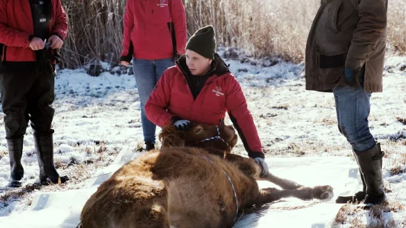 Nach etwa einem halben Jahr ist die Kuh Arielle eingefangen worden. (Handout) - © Gut Aiderbichl/dpa