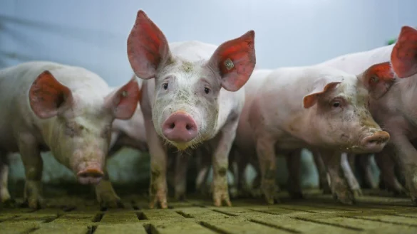 Die «Zukunftswerkstatt Schwein» fand Einzug in die Haushaltsdebatte. (Symbolbild) - © Lars Klemmer/dpa