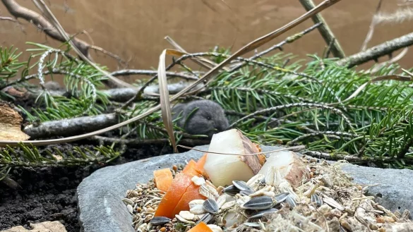 Die Geburt des Jungtiers feiert der Tierpark als Zuchterfolg. - &copy; Tierpark Hellabrunn/dpa