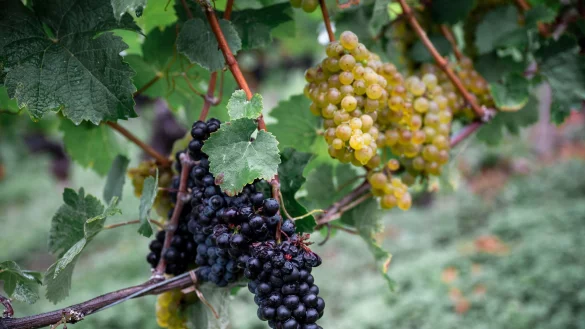 Die Weinernte fällt geringer aus als zu Beginn erwartet. (Archivbild) - © Daniel Vogl/dpa